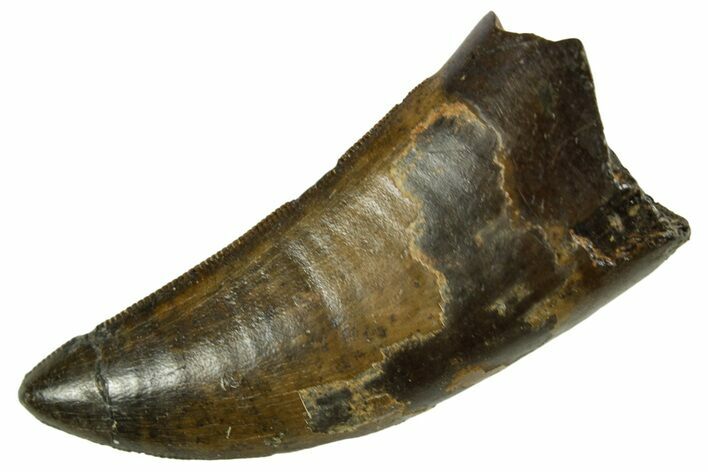 Serrated, Tyrannosaur (Nanotyrannus) Tooth - Montana #378498